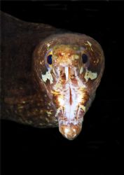 this fellow was very angry when we scare his prey away :o) by Gregory Sin 